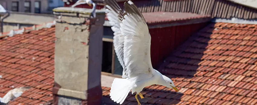 Residential Chimney Animal Removal Solution in Parker, CO