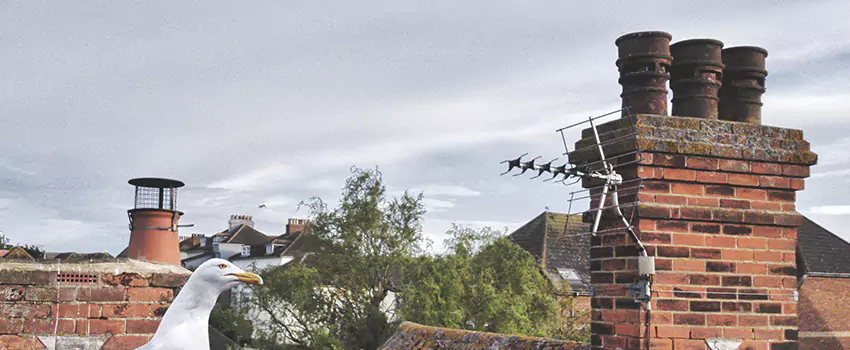 Chimney Cleaning And Restoration in Parker, Colorado